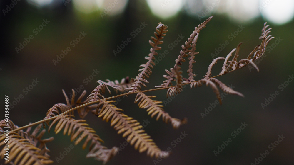 Macro de feuilles de fougère marrons, dans la forêt des Landes de Gascogne Macro de feuilles de fougère marrons, dans la forêt des Landes de Gascogne