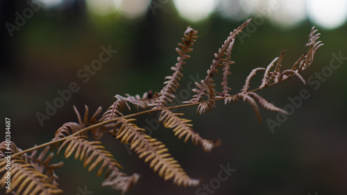 Macro de feuilles de fougère marrons, dans la forêt des Landes de Gascogne