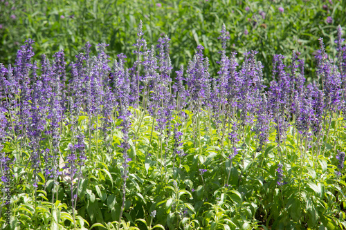 Purple beautiful  flower in the garden for wallpaper or backgrpund