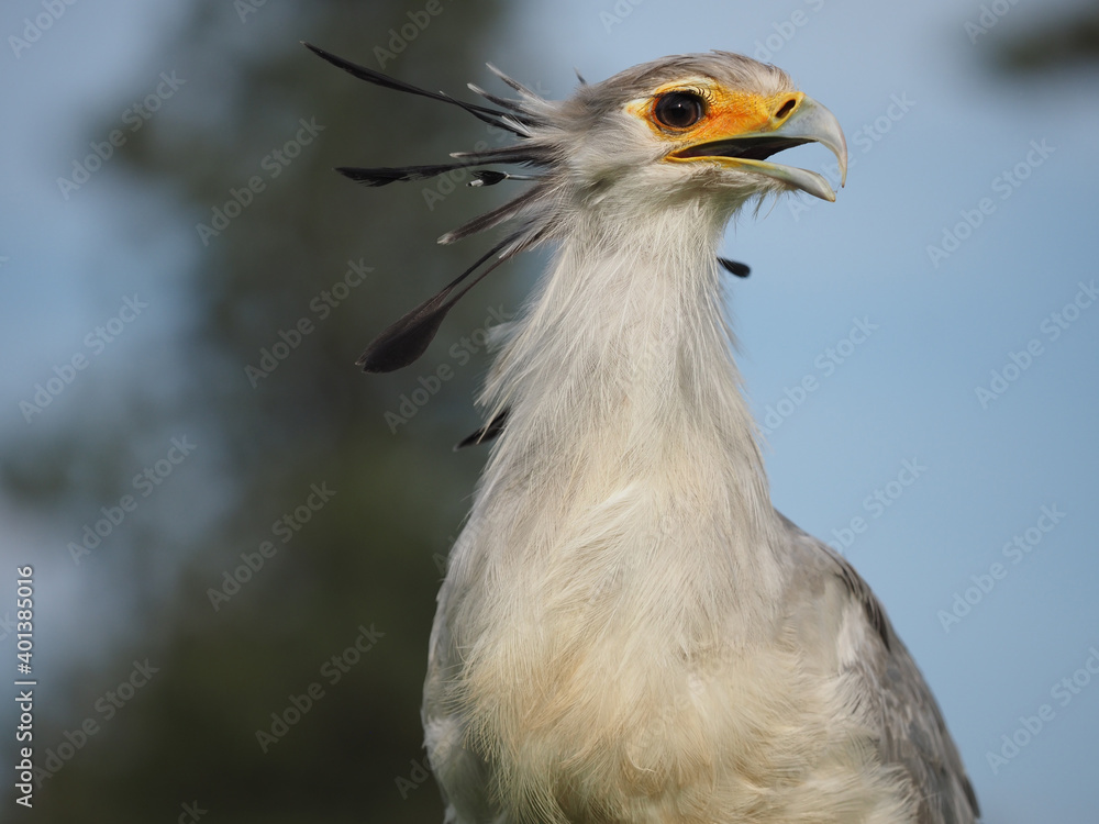 der vogel sekretär als portrait mit offenem schnabel, sagittarius serpentarius der vogel sekretär als portrait mit offenem schnabel, sagittarius serpentarius