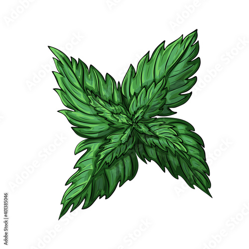 green mint leaves isolated on white background. colored sketch of mint branch. vector illustration of fresh spearmint plant and leaves in vintage style. engraved herbal, melissa, peppermint icon