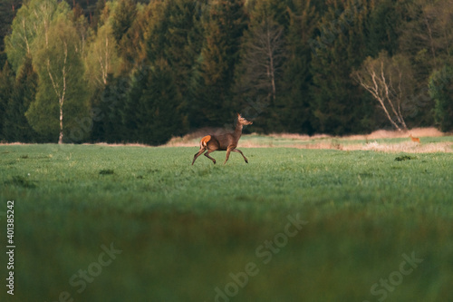 Wildlife scene with deer. Roe deer, Capreolus capreolus, walking in the grass. roe in a natural habitat.