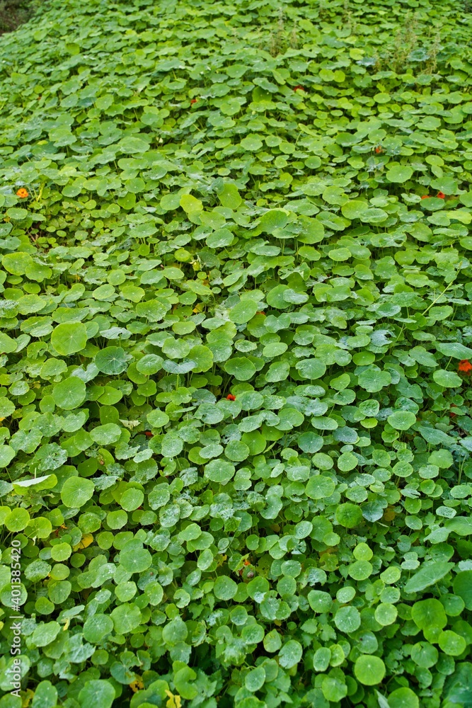 Natural blanket of green leaf plant Natural blanket of green leaf plant