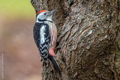 Mittelspecht (Leiopicus medius) photo