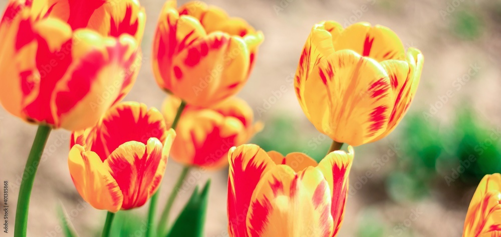 Beautiful yellow, orange and red tulips in a flowerbed. Floral natural spring banner.	