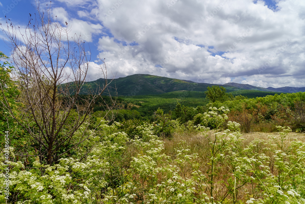 Landscape of white, yellow, blue flowers, with green trees, mountains and blue sky with clouds.
Landscape of white, yellow, blue flowers, with green trees, mountains and blue sky with clouds.
