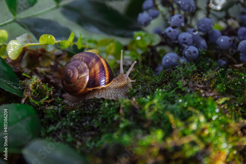 Large brown snail crawling towards mahonia holly and blueberries on green moss in forest close-up with blurred background and soft selective focus, gardening and pest concept, macrocosm in forest