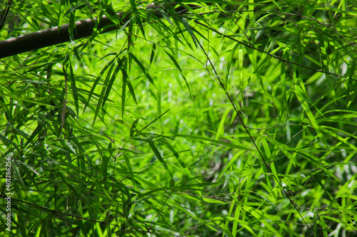 lush green leaves of bamboo trees and fresh