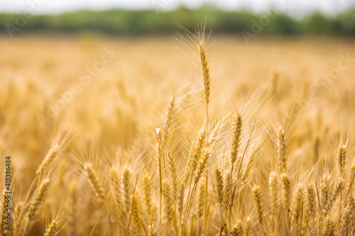 Wheat Field photo