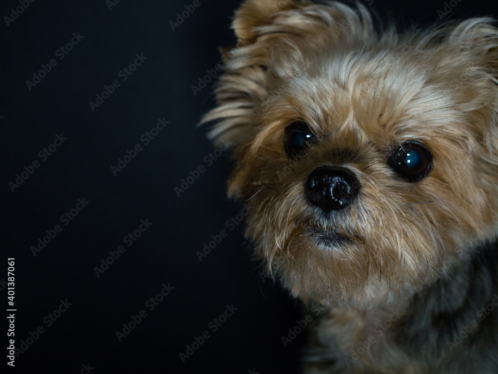 Dog with sad look and black background. Concept abandonment, kennels, animal abuse. Copy space Dog with sad look and black background. Concept abandonment, kennels, animal abuse. Copy space