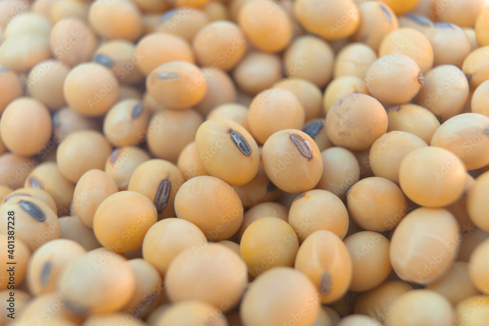 Closeup yellow raw soybean background Closeup yellow raw soybean background