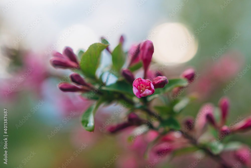 Fototapeta premium close up of pink flowers