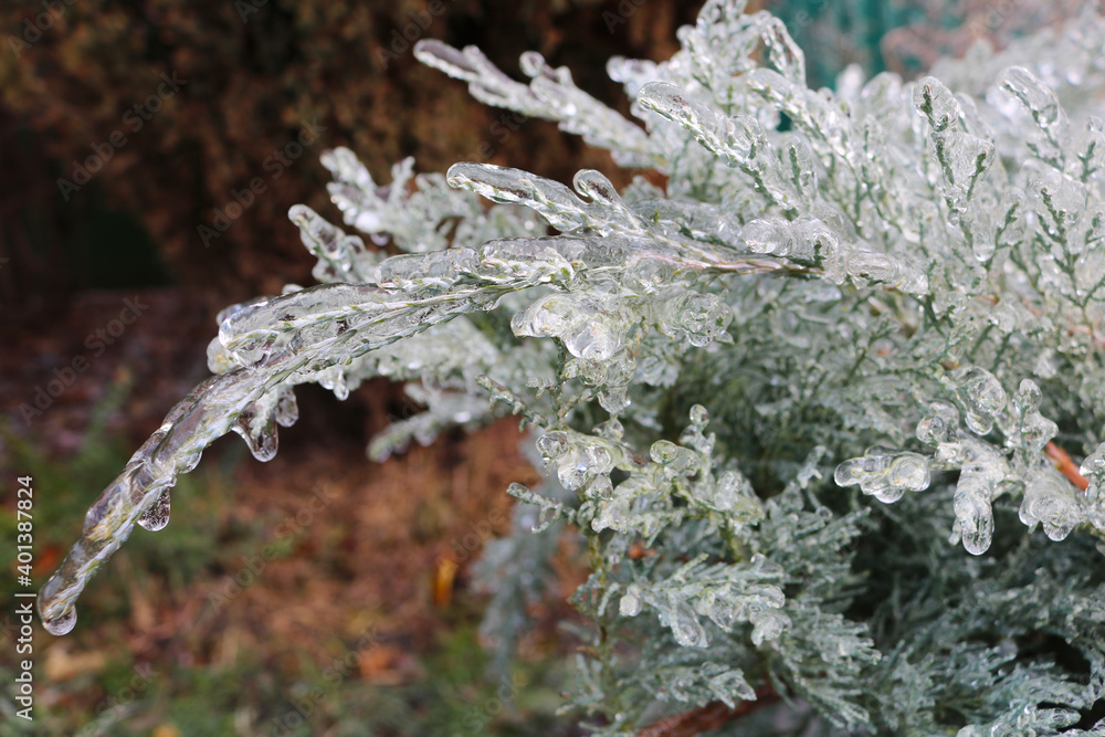 Ice covered juniper branches in winter. The water froze on the green branches. Selective focus. Ice covered juniper branches in winter. The water froze on the green branches. Selective focus.