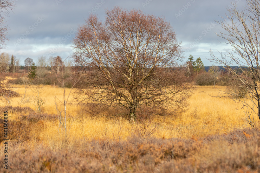 Landscape with birch tree in the High Fens in Belgium Landscape with birch tree in the High Fens in Belgium