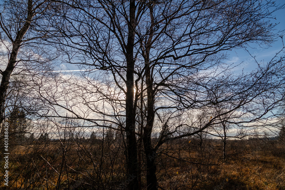 Blue sky and tree against the light in the High Fens Blue sky and tree against the light in the High Fens