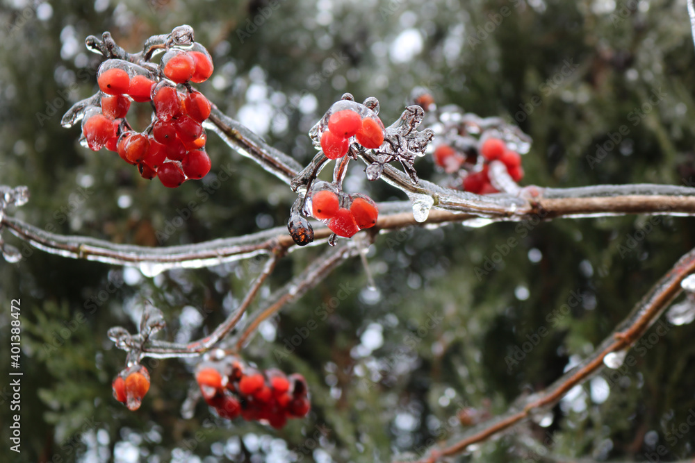 Red berries are covered with ice. Viburnum bush in winter. Close-up. Selective focus.