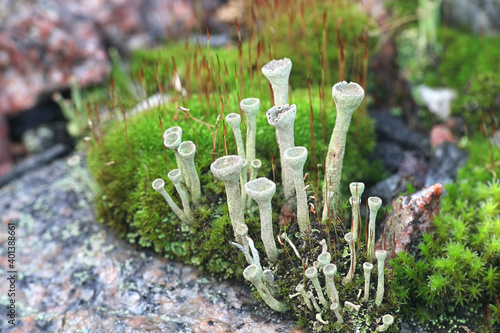 Cladonia fimbriata, commonly known as trumpet lichen photo