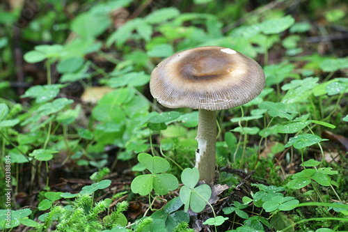 Amanita battarrae, a species of ringless amanita, wild mushroom from Finland
