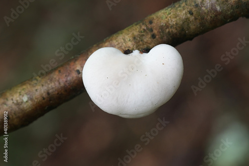 Tableau sur toile Cheimonophyllum candidissimum, pleutoroid fungus from Finland with no common eng