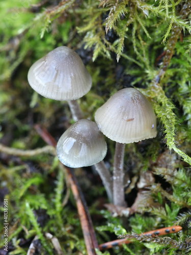 Mycena amicta, known as the coldfoot bonnet, wild mushroom from Finland