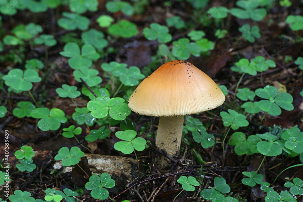 Amanita crocea, known as orange grisette or saffron ringless amanita, wild mushrooms from Finland Amanita crocea, known as orange grisette or saffron ringless amanita, wild mushrooms from Finland