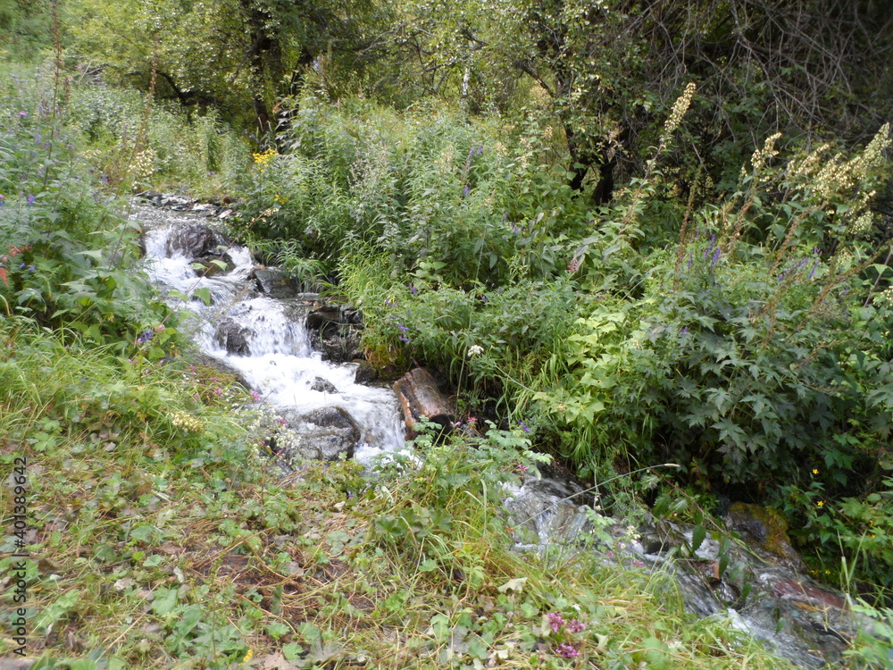 stream in the forest stream in the forest