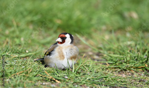 Distelfink im Gras photo