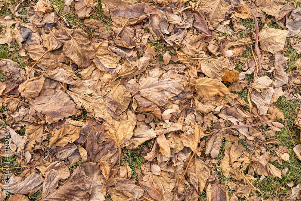 Fallen leaves. Dry brown leaves on the ground. Autumn leaf fall. Leaves on the ground in late autumn. Autumn background. Fallen dry leaves texture Fallen leaves. Dry brown leaves on the ground. Autumn leaf fall. Leaves on the ground in late autumn. Autumn background. Fallen dry leaves texture