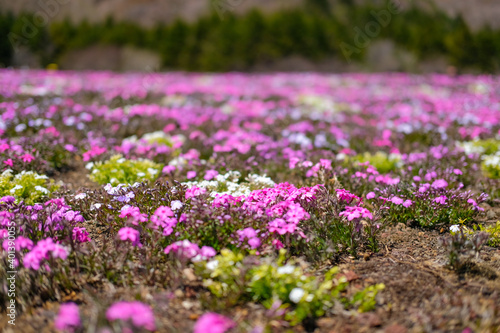 芝桜 © Kazu8