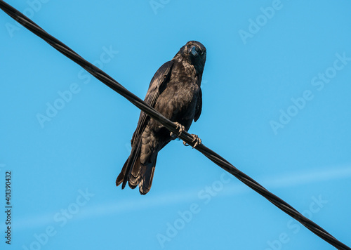 Black raven perching on the power line on blue sky background and looking curiously at the photographer