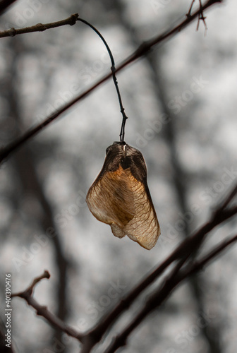 Dried seeds of Elm tree (Ulmus glabra)  in the winter. The Wych elm also known as Scots elm. Selective focus. Bokeh. © Stefan