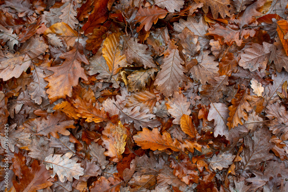 Oak leaves lying on the ground in rainy December.