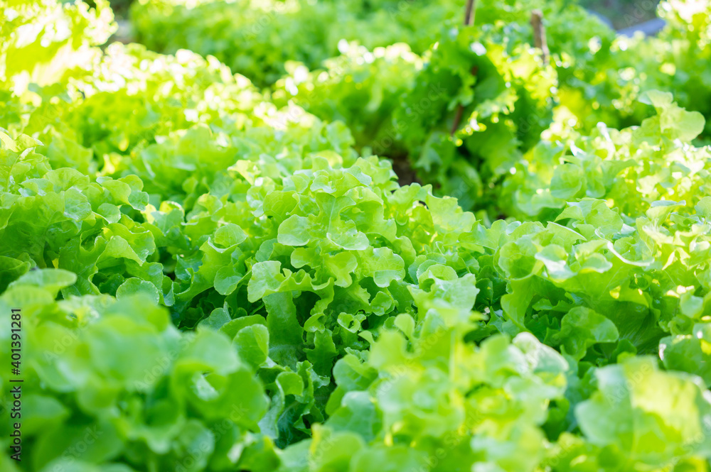 Green Lettuce leaves on garden. Green Lettuce leaves on garden.