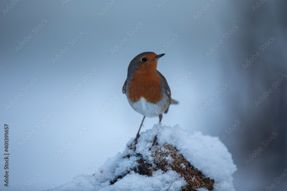 Rougegorge familier Erithacus rubecula en gros plan Rougegorge familier Erithacus rubecula en gros plan