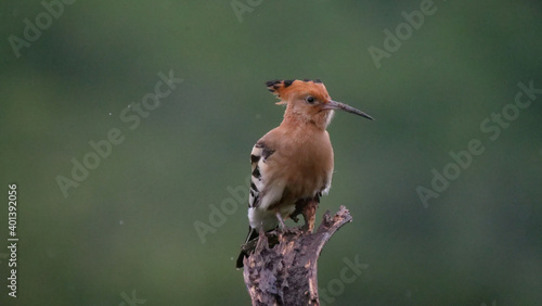 Hoopoes on a tree branch © TravelTelly