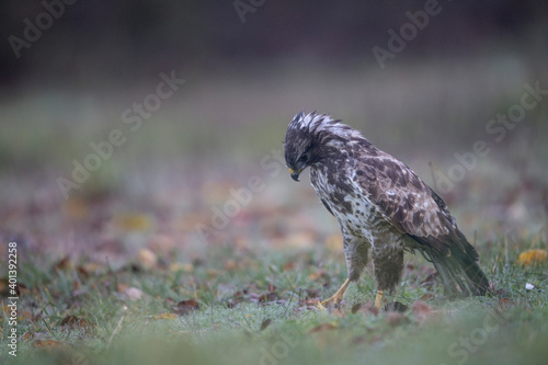 Buse variable Buteo buteo en gros plan