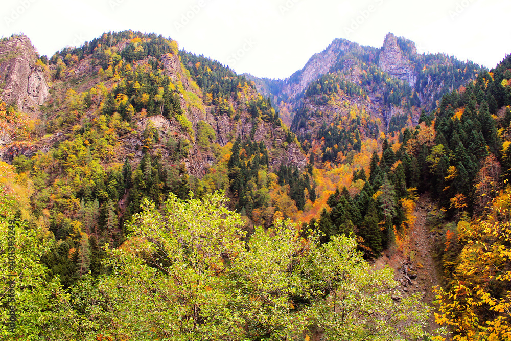 The magical colors of autumn in the forest of Svaneti