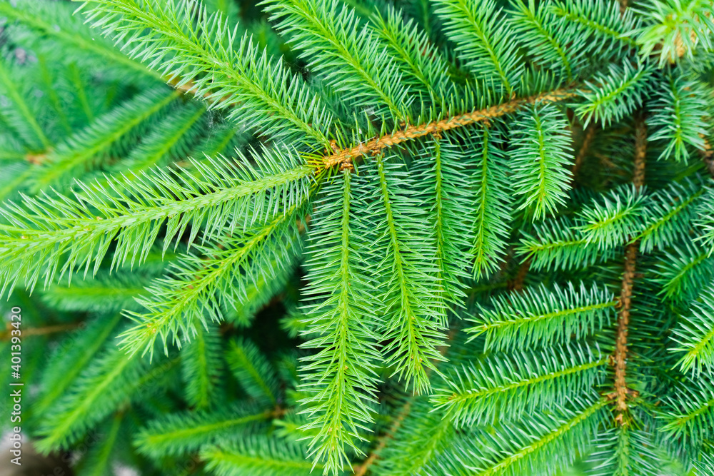 Detail of fresh spruce branch. Young green shoots of spruce in the spring. Detail of fresh spruce branch. Young green shoots of spruce in the spring.