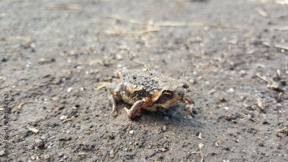 Frog on the ground in Eswatini