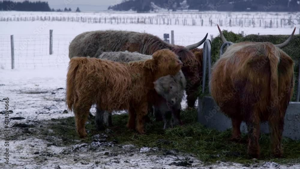 Two young highland pushing each other in winter Two young highland pushing each other in winter