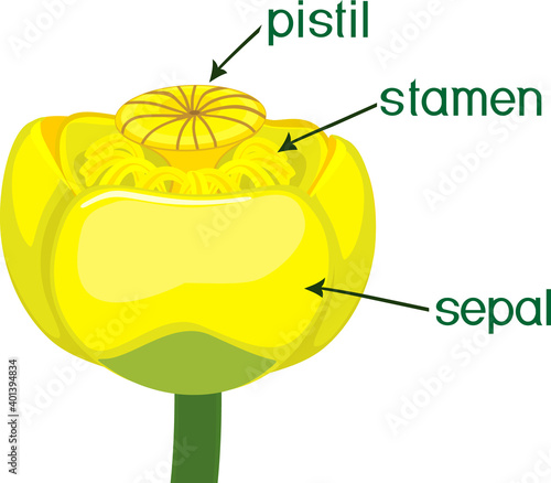 Parts of plant. Structure of Yellow water-lily (Nuphar lutea) flower isolated on white background