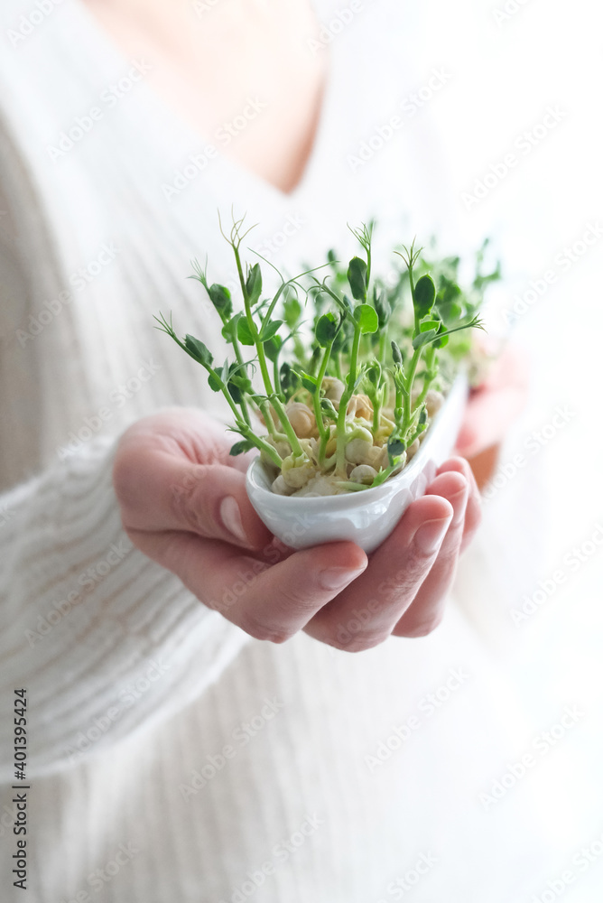 Peas microgreens in woman hands. Earth Day. Seed Germination at home. Space for text. Concept Vegan and healthy eating. Growing sprouts
