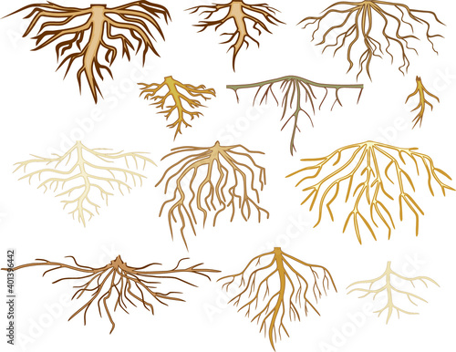 Set of different types of root systems isolated on white background