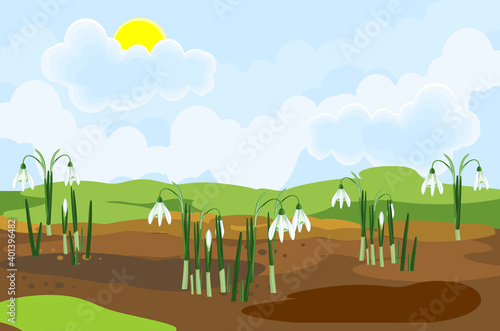 Blooming snowdrop plants with white flowers and green leaves growing from the ground on background of spring landscape
