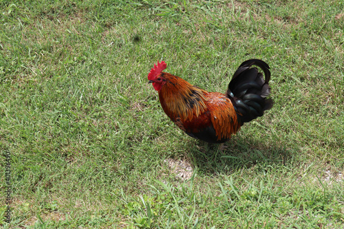 rooster in the grass