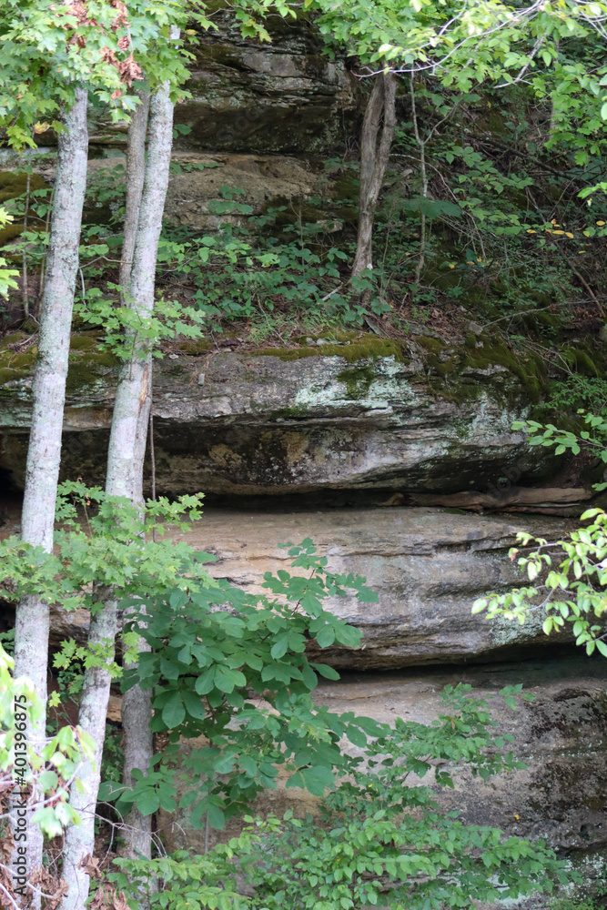 wooden bridge in the forest