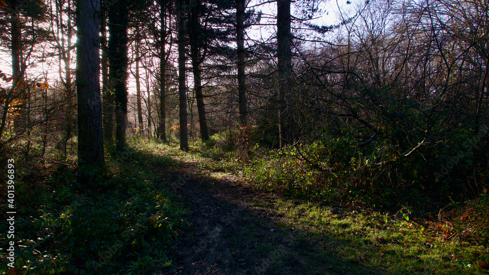 Naklejka premium Autumn winter woodland scene in England with shadows coming through trees