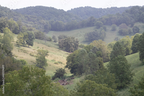 forest in the mountains