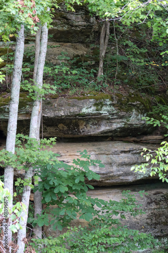 wooden bridge in the forest
