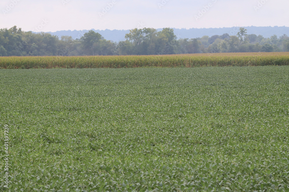 Fototapeta premium green grass field